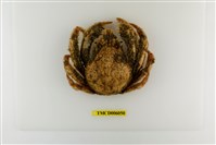 藏品(扁足蜘蛛蟹)的圖片